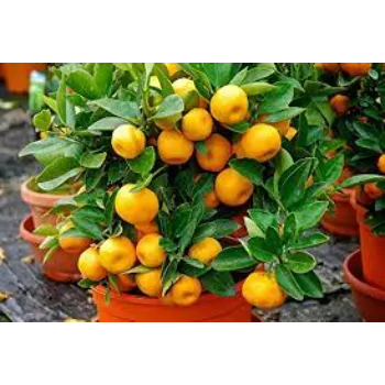 Fresh Orange Plant